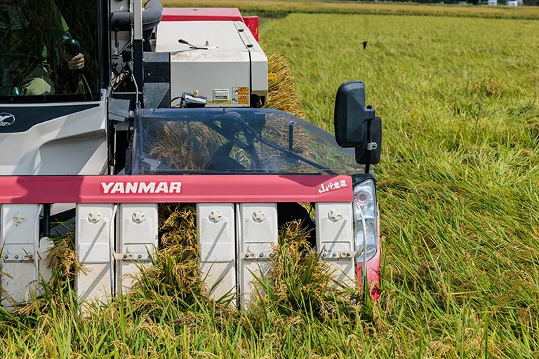 稲刈り取り